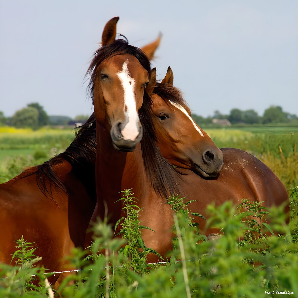 Serene Bond of Two Horses