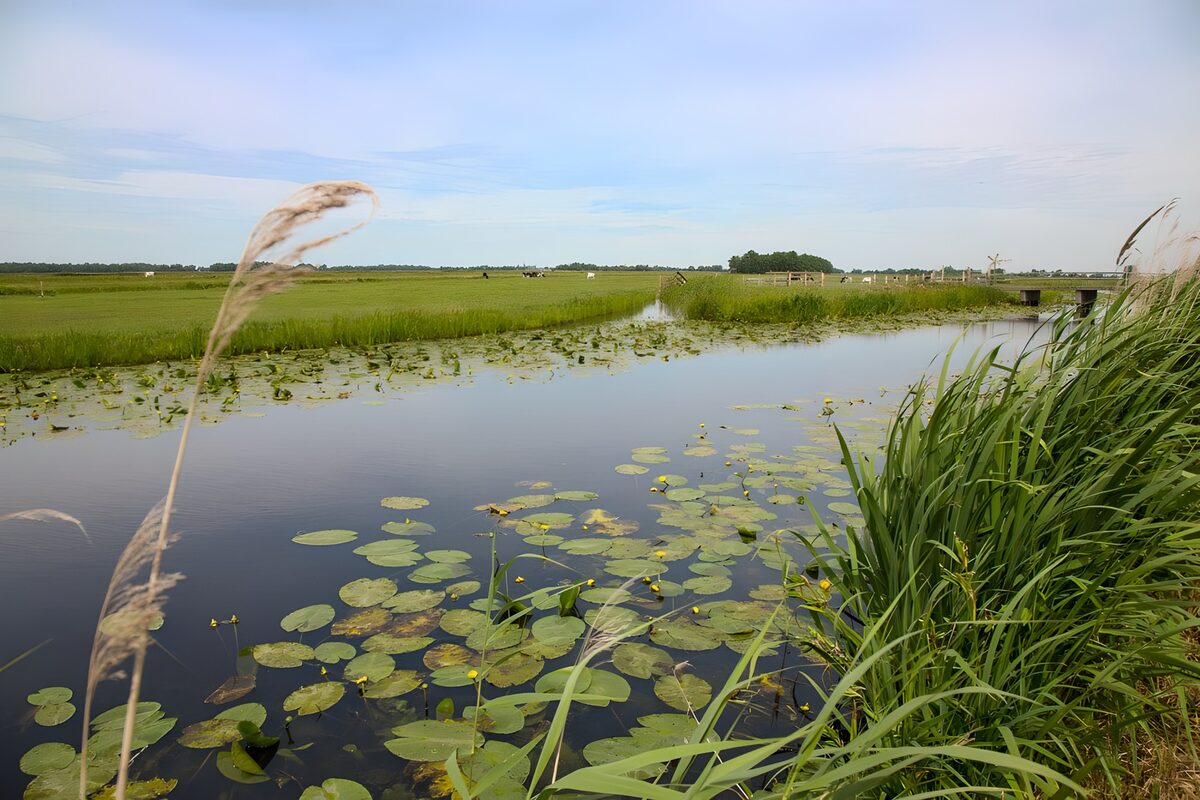 OCCOM3963716: Serene Waterscape with Lily Pads