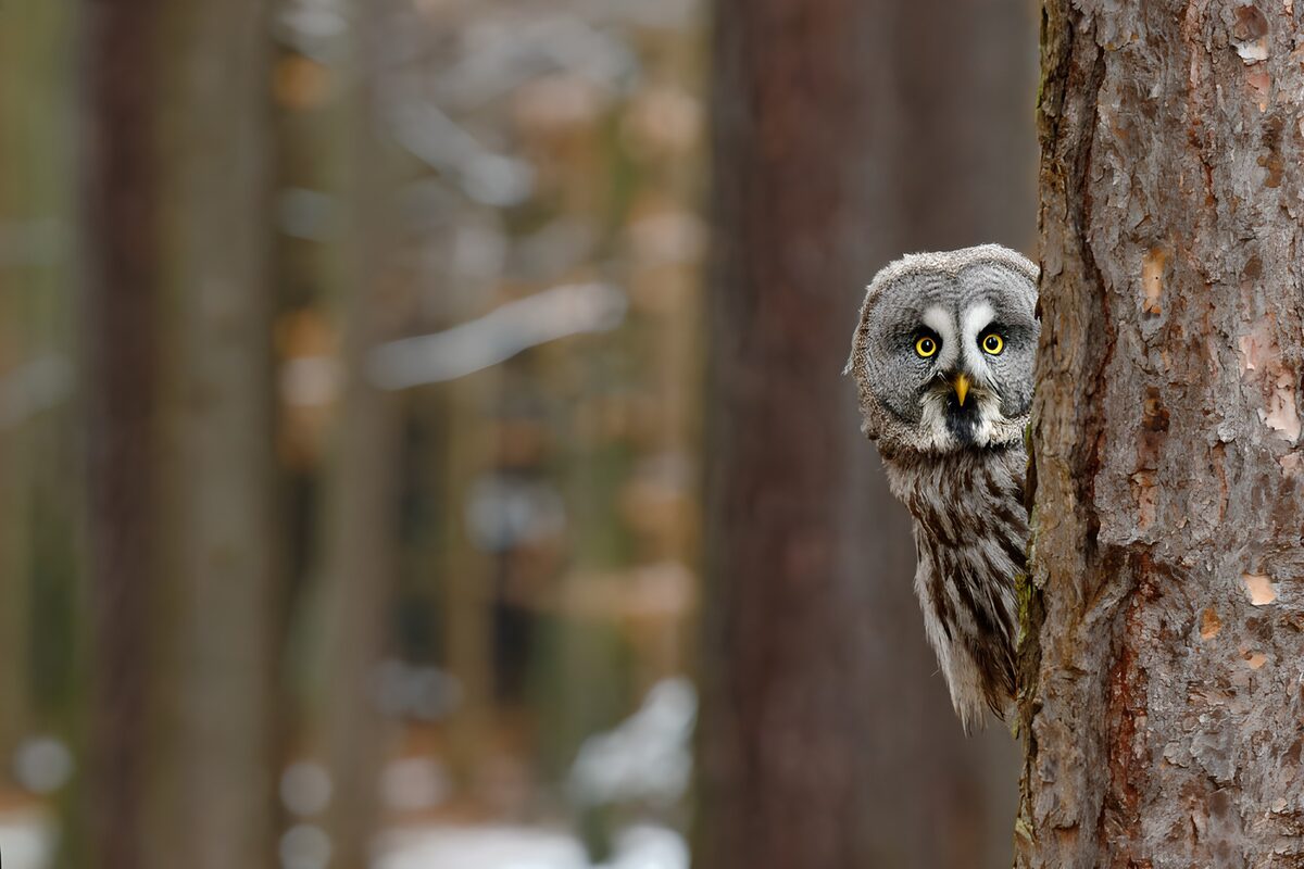 OCCOM5832254: Owls in the Forest
