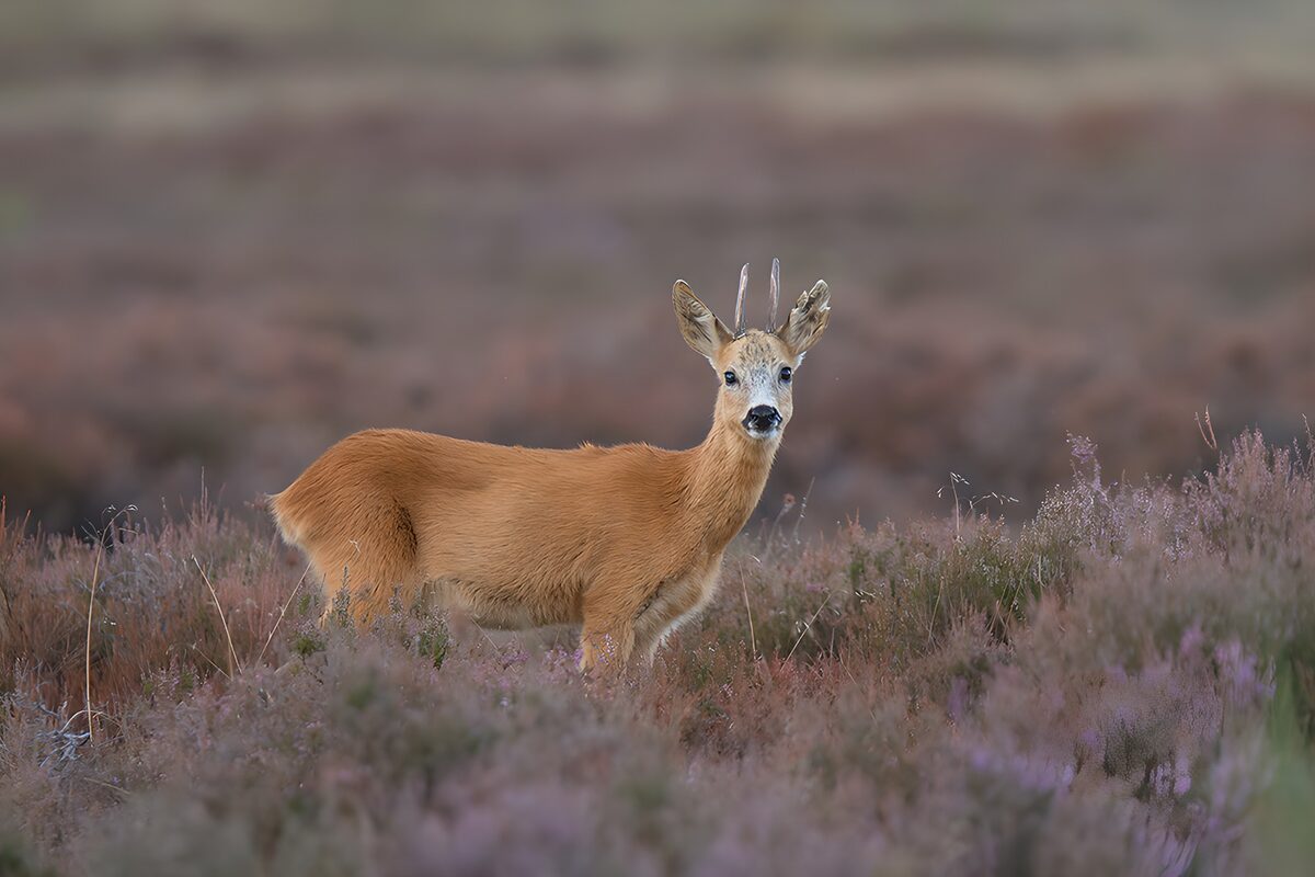 Charming Roe Deer in Blooming Heather