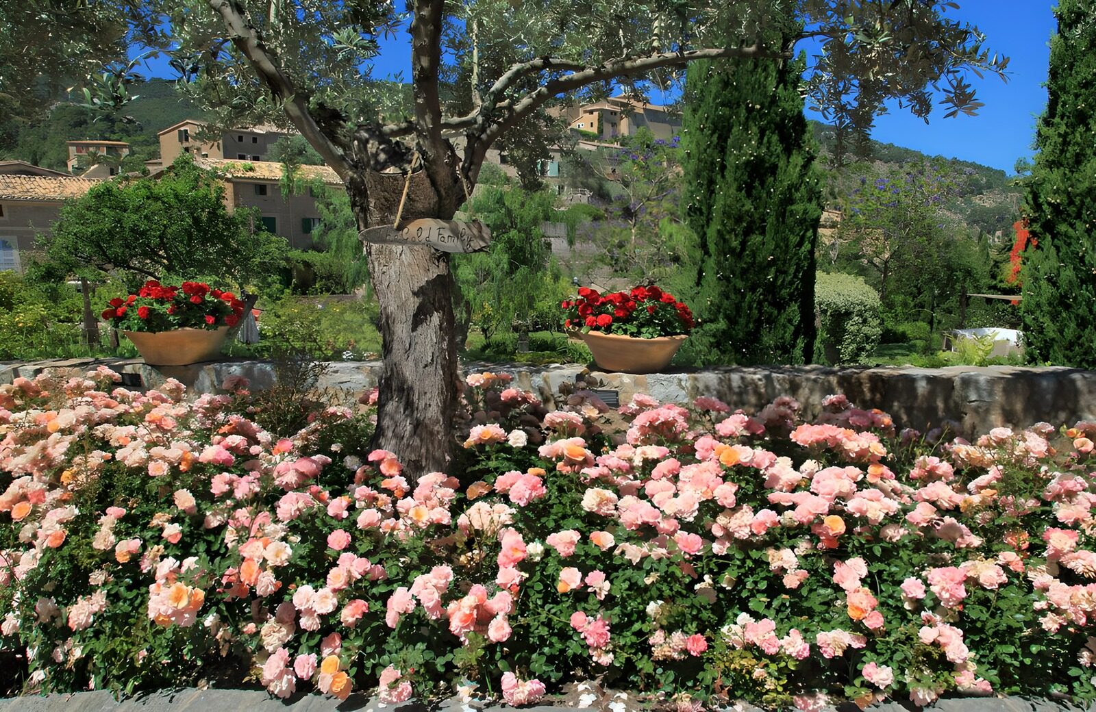 OCCOM6235299: Serene Garden Blooms