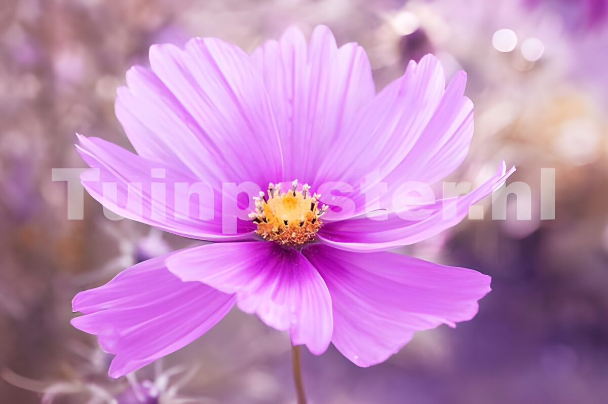 Delicate Pink Cosmos Flower
