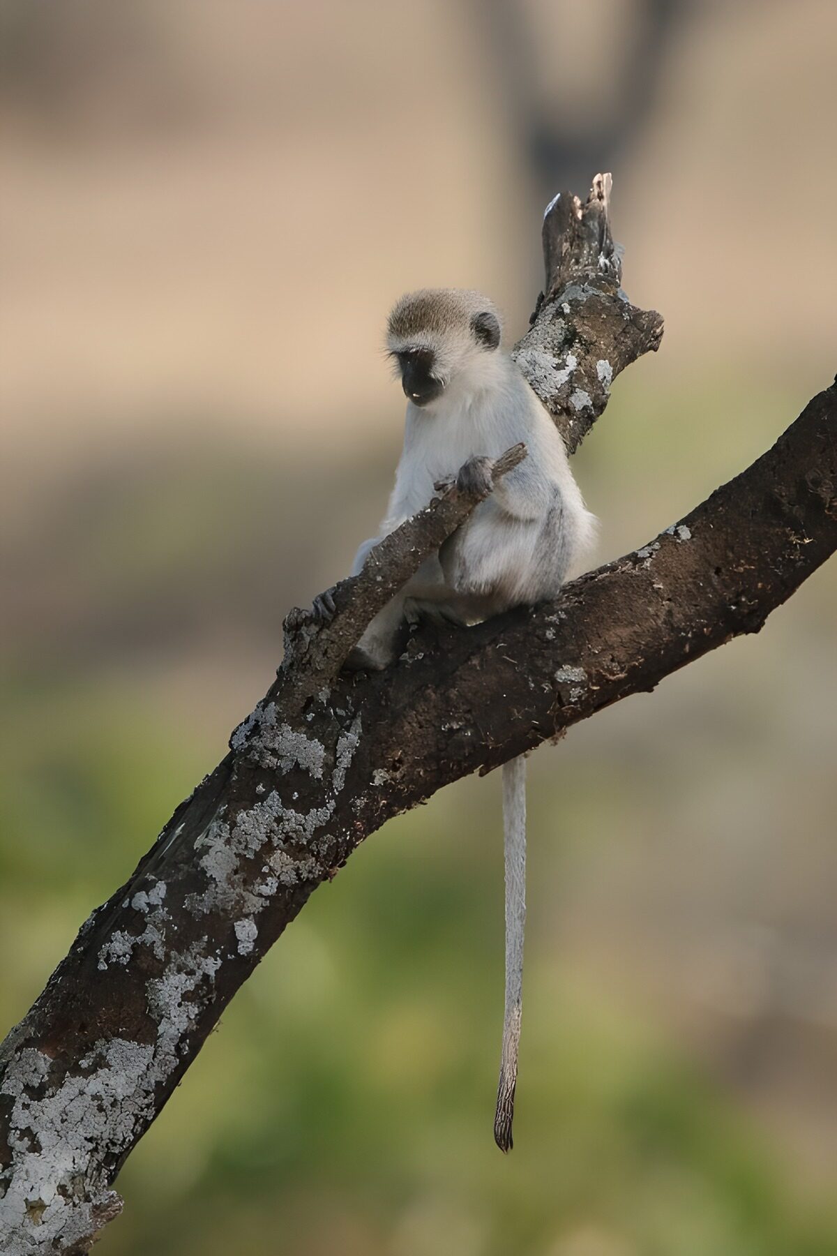 Curious Monkey on a Branch