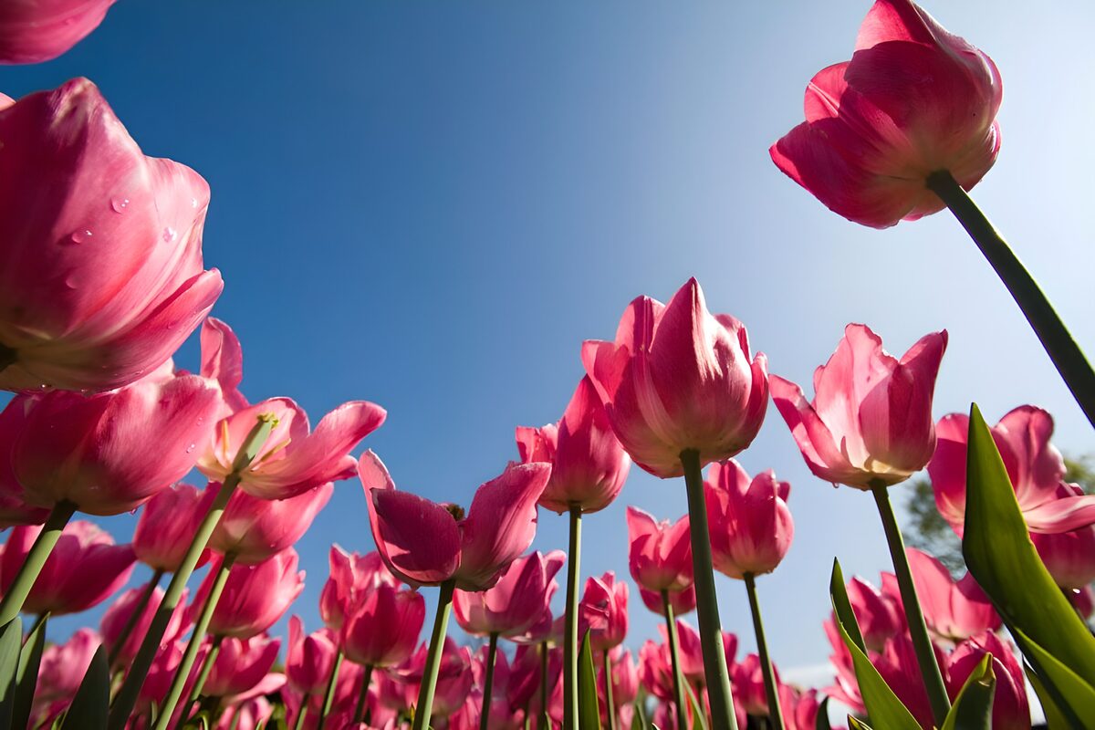 Pink Tulips Under Clear Blue Sky