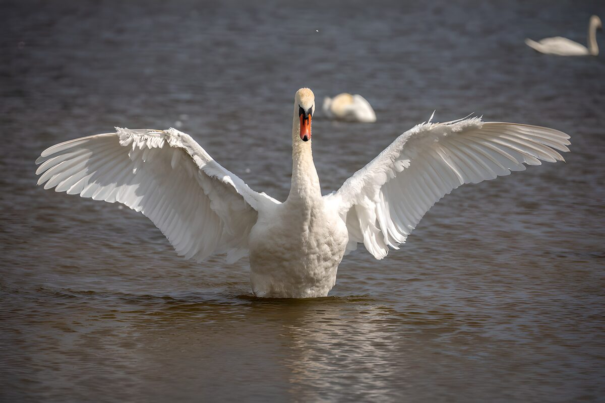 OCCOM5004836: Majestic Swan Spreading Its Wings