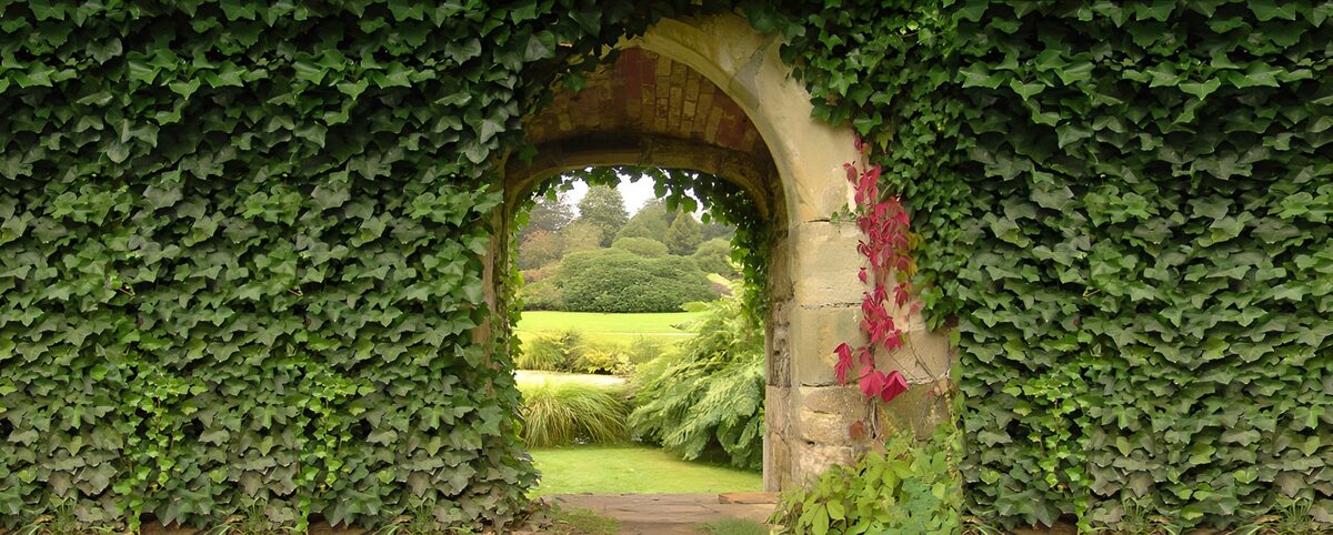 OCCOM6985327: Enchanted Ivy Archway