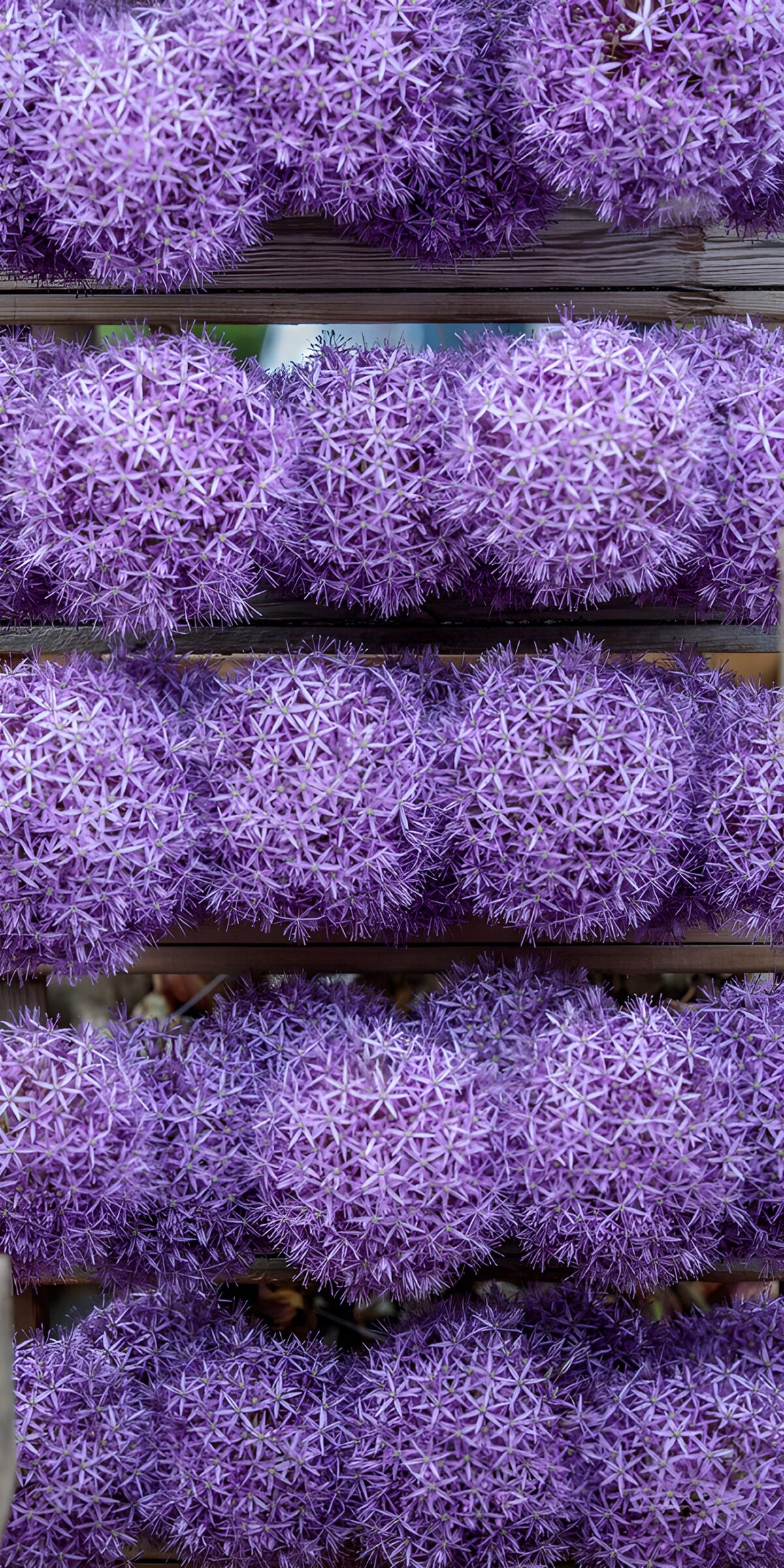 OCCOM4466621: Purple Floral Sphere Arrangement