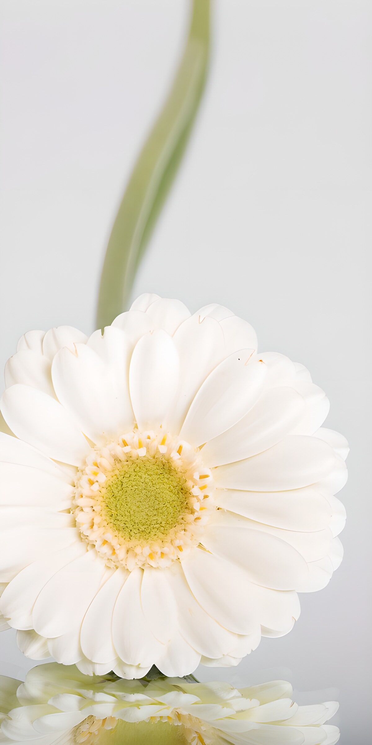 OCCOM8925452: Elegant White Daisy Reflection