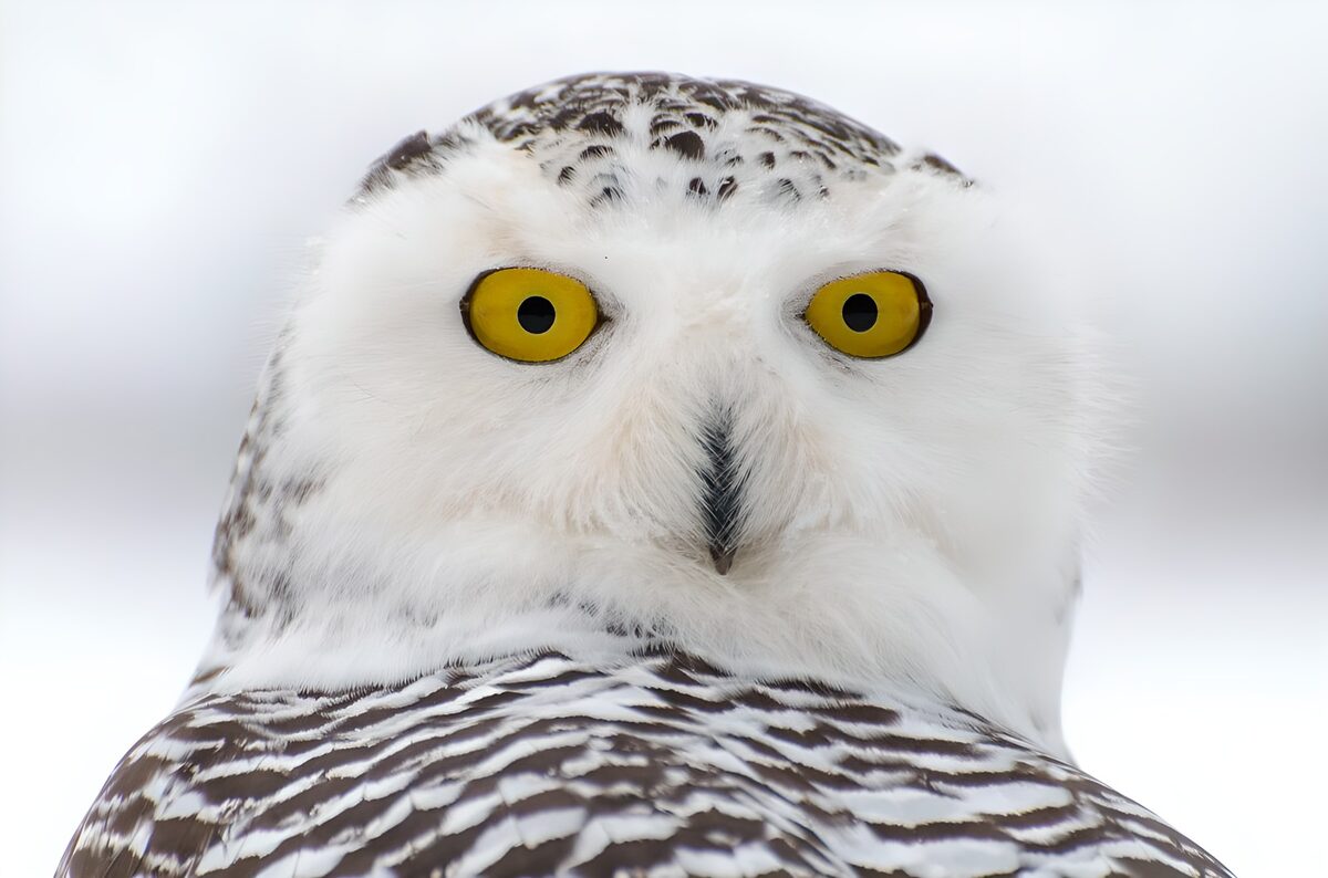 Majestic Snowy Owl in Winter