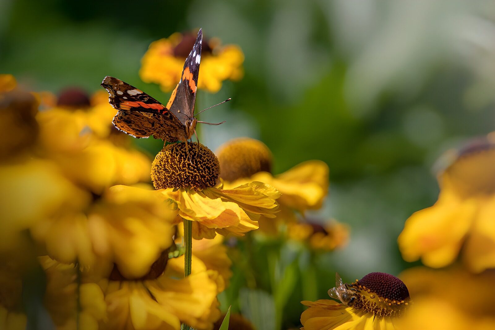 OCCOM6347810: Butterfly on Vibrant Yellow Flowers