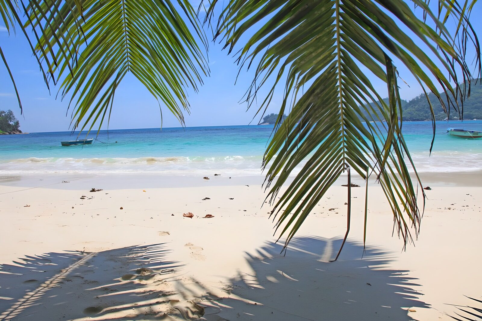 OCCOM2483394: Tropical Paradise by the Shore