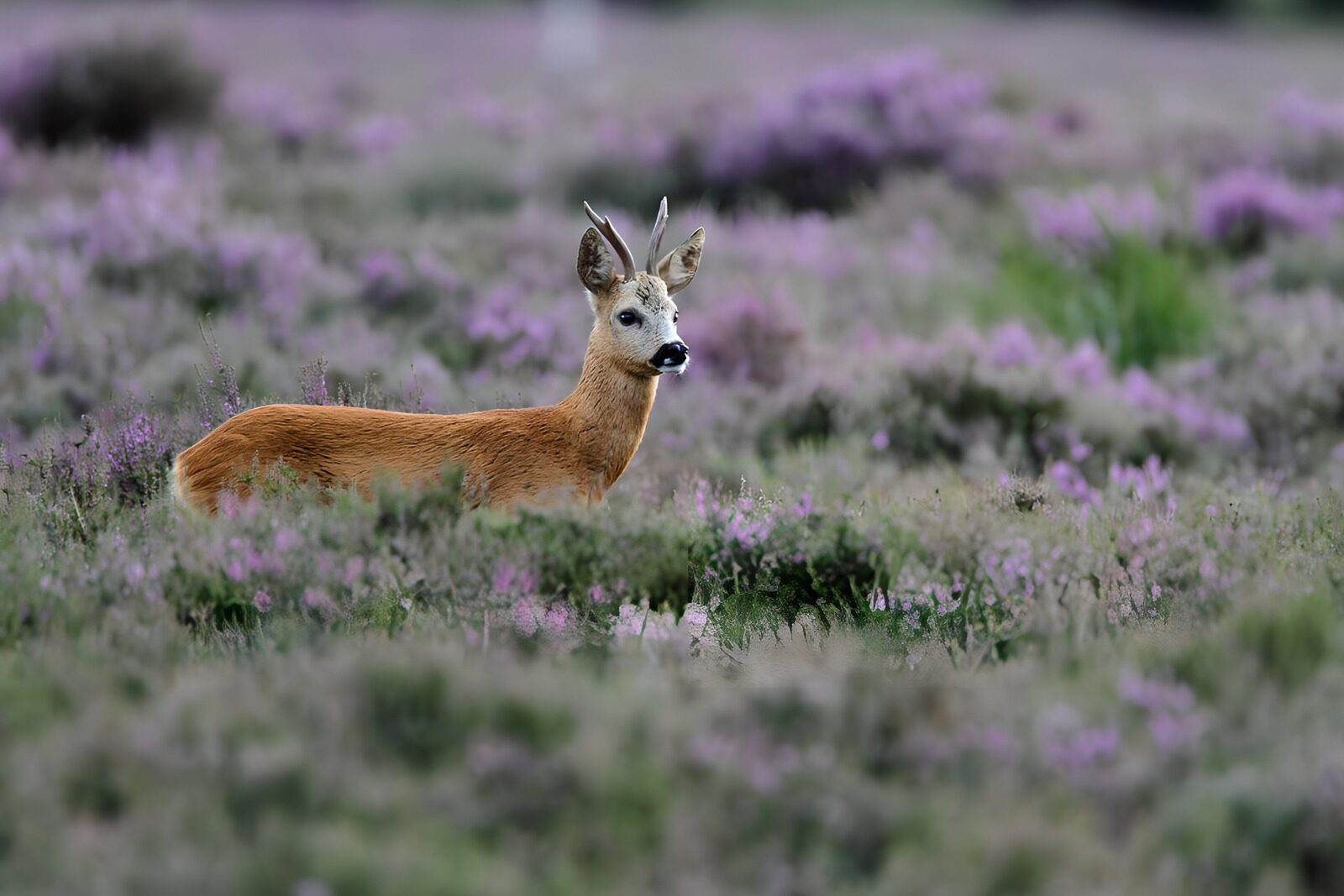OCCOM4415041: Graceful Roe Deer in Blooming Heather