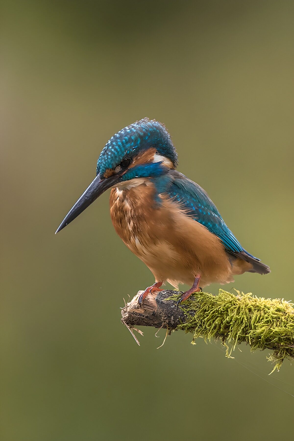 Majestic Kingfisher in Nature