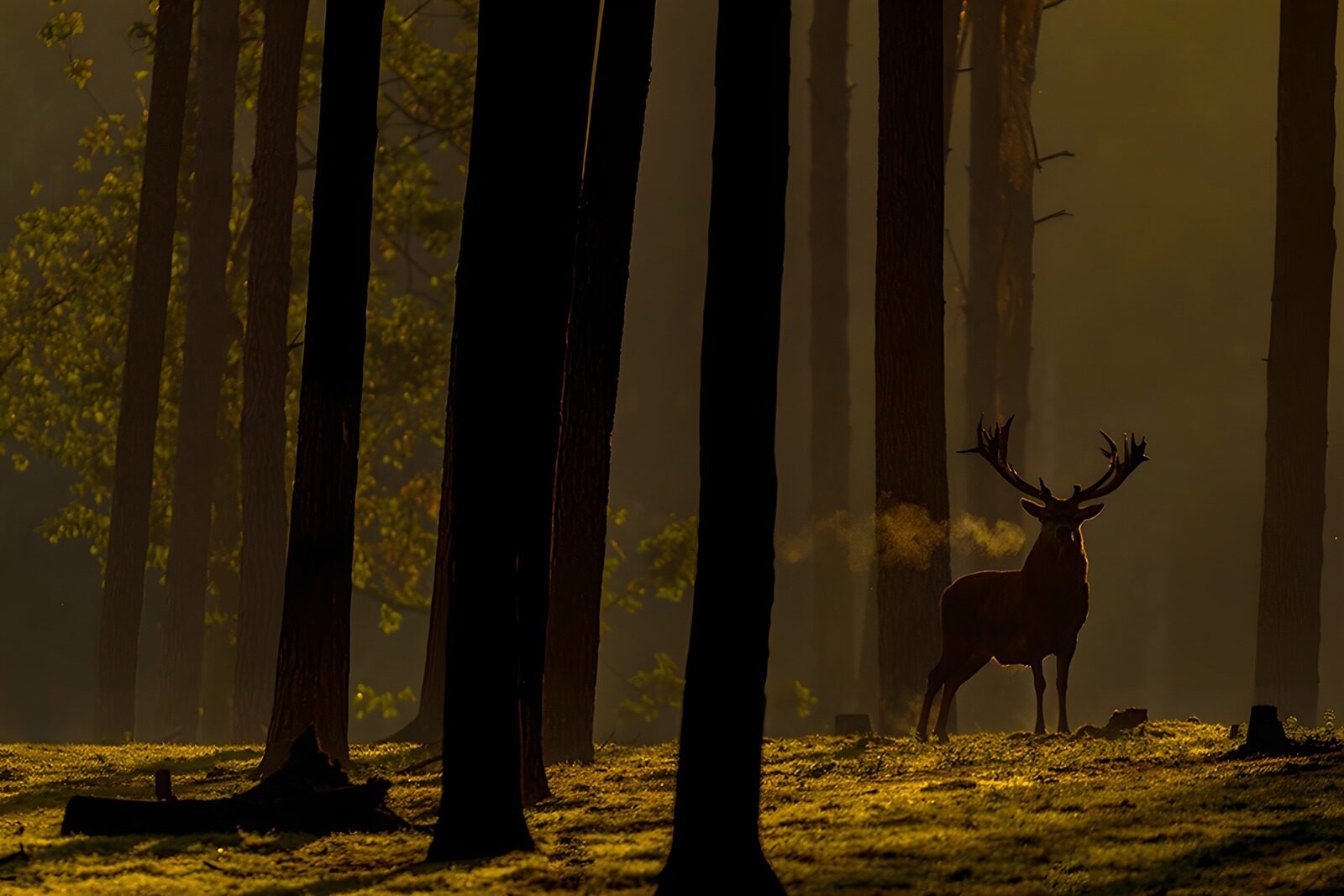 OCCOM8726995: Majestic Stag in Misty Forest Light