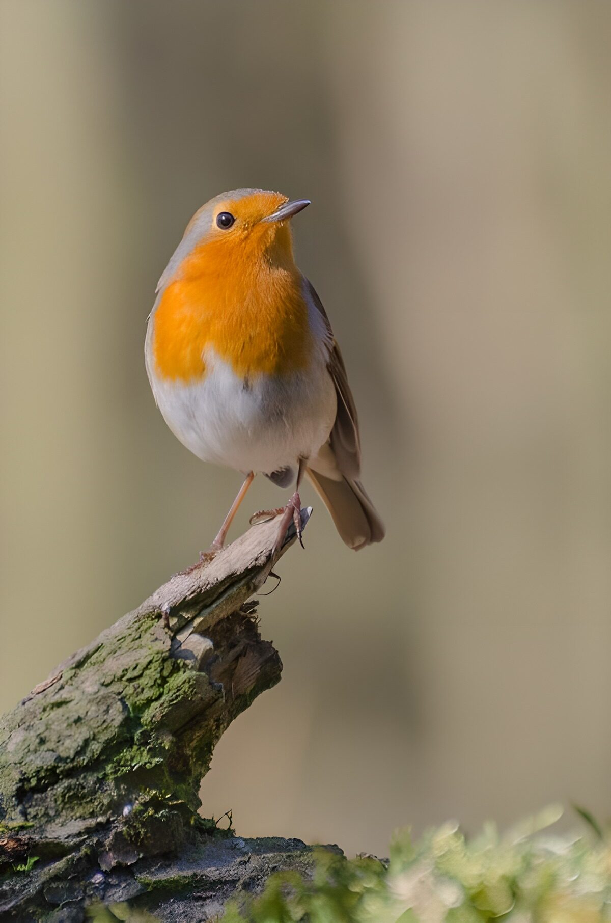 OCCOM3491474: Charming European Robin on a Log