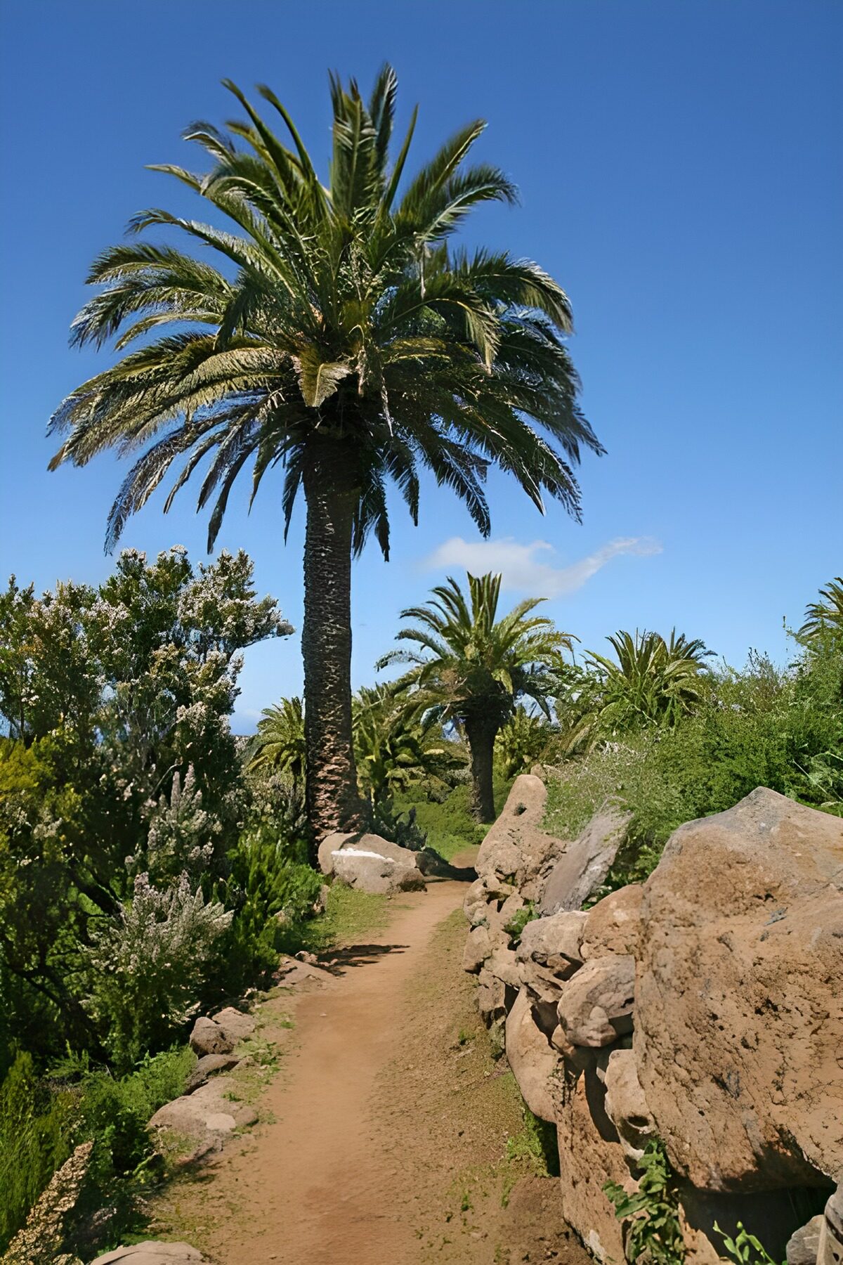 Palm Tree Pathway Under Blue Sky