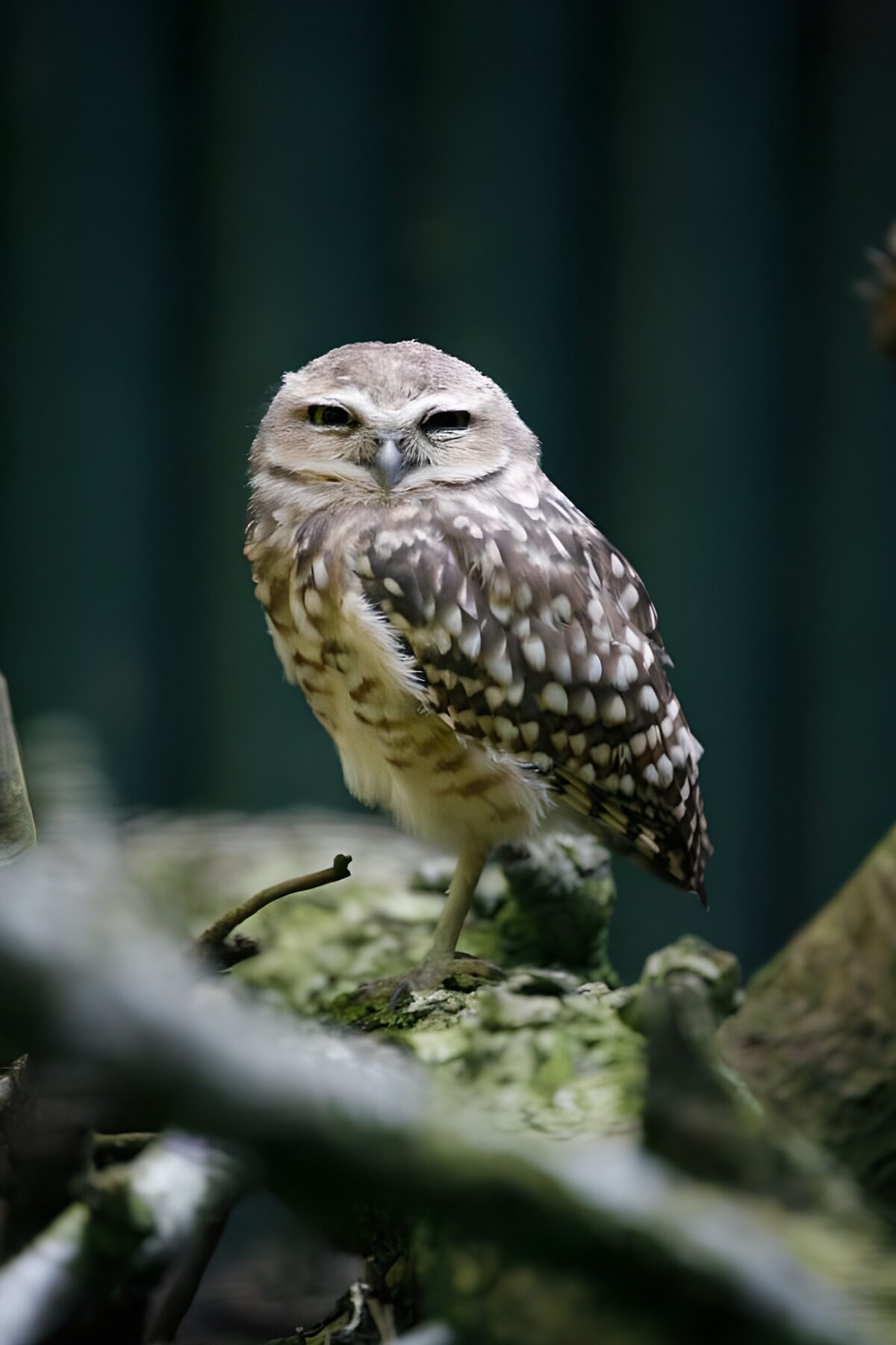 Wise Brown Owl on a Branch