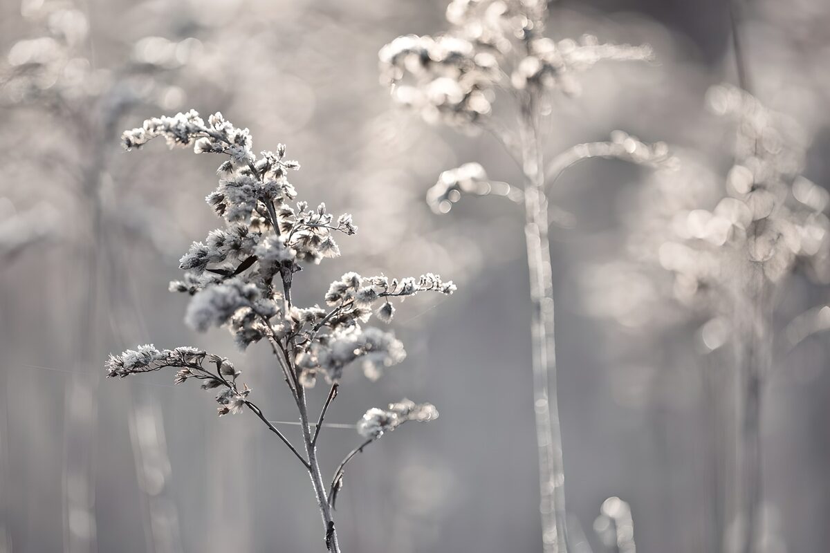 OCCOM9533416: Frosted Wildflowers in Soft Light