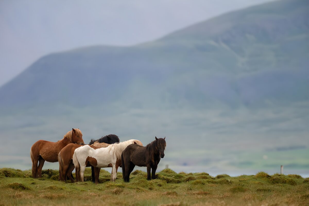 Majestic Horses in Serene Landscape