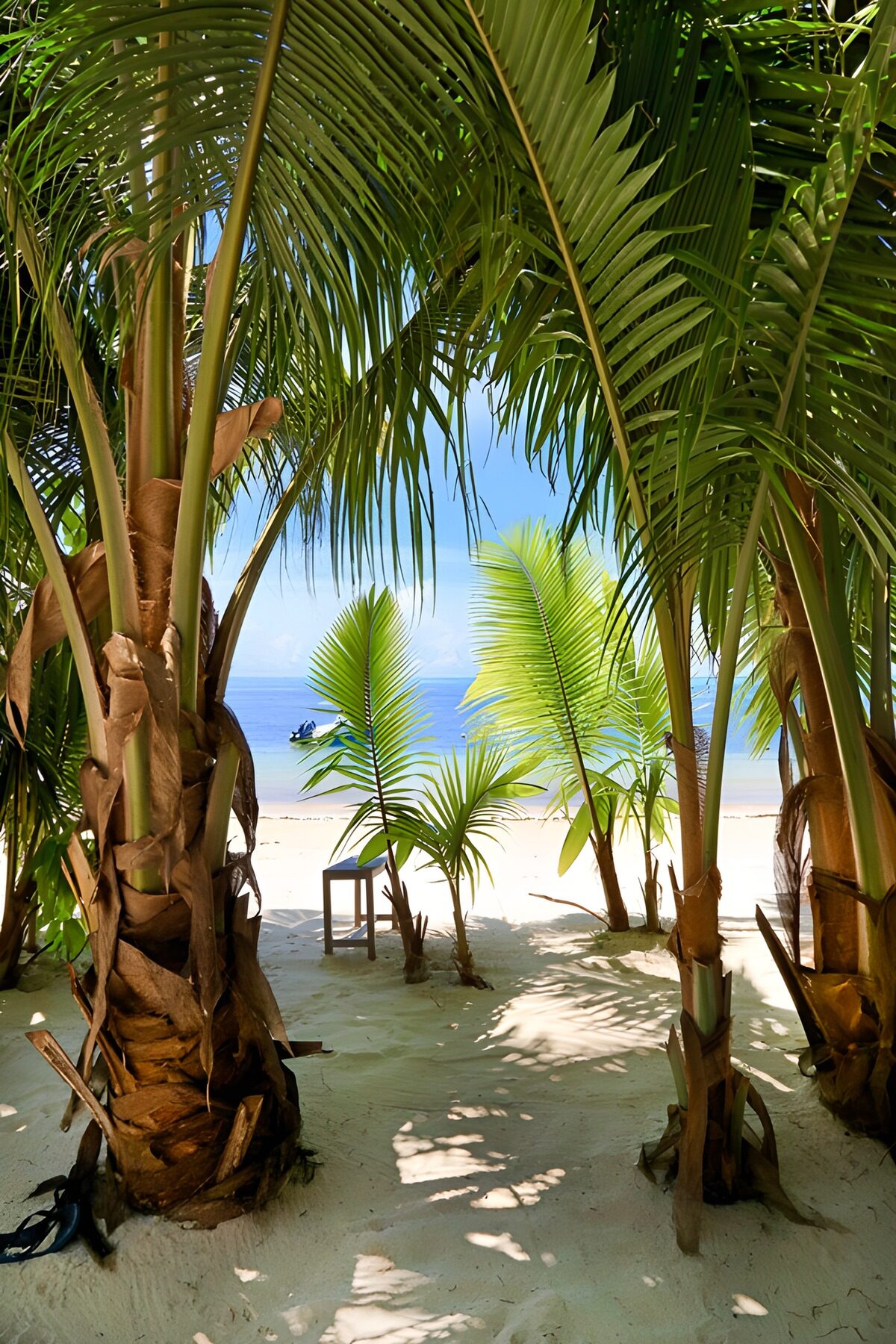 OCCOM1675891: Tropical Escape: A Tranquil Beach View