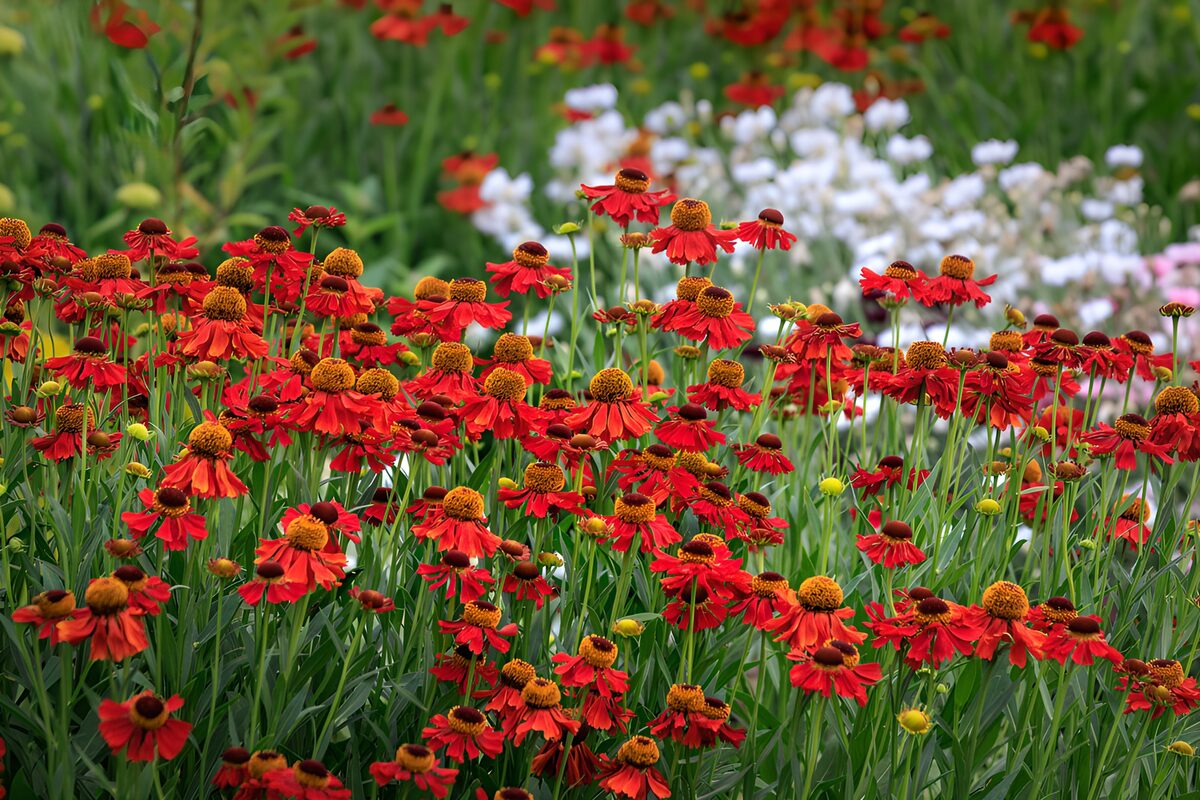 OCCOM9130862: Sunny Red Garden Blooms