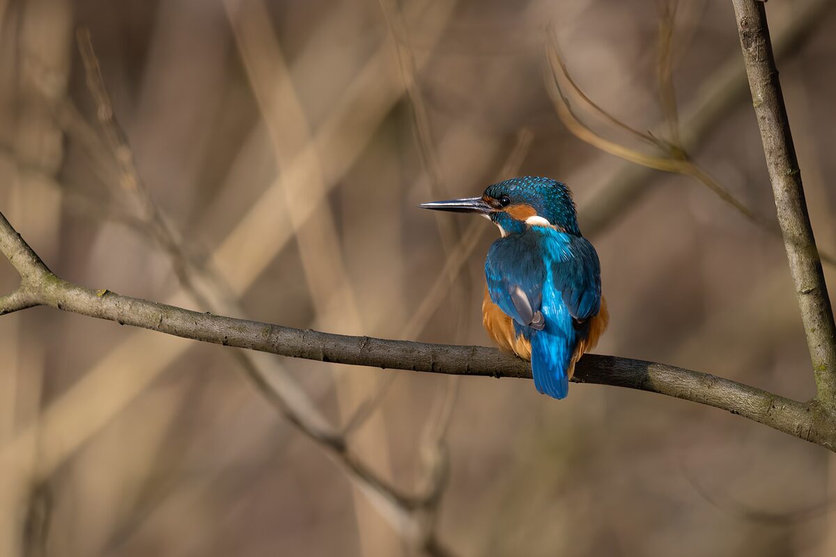 Vibrant Kingfisher on a Branch