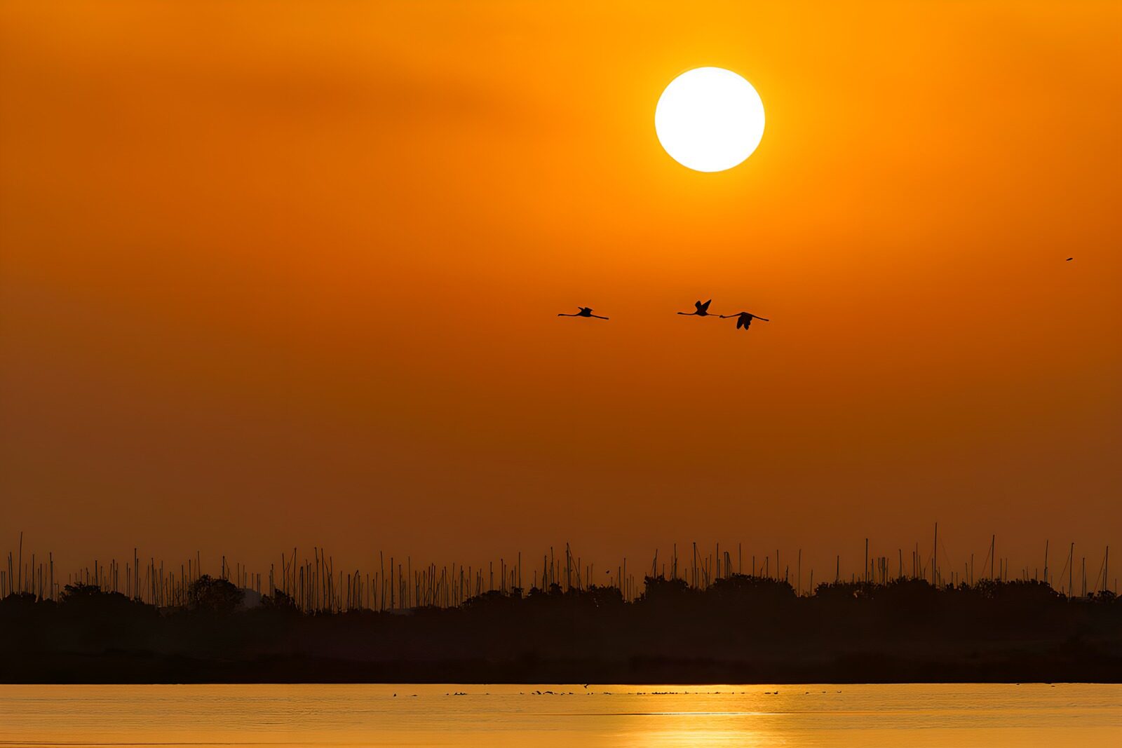 OCCOM2849653: Sunset Serenity Above the Water