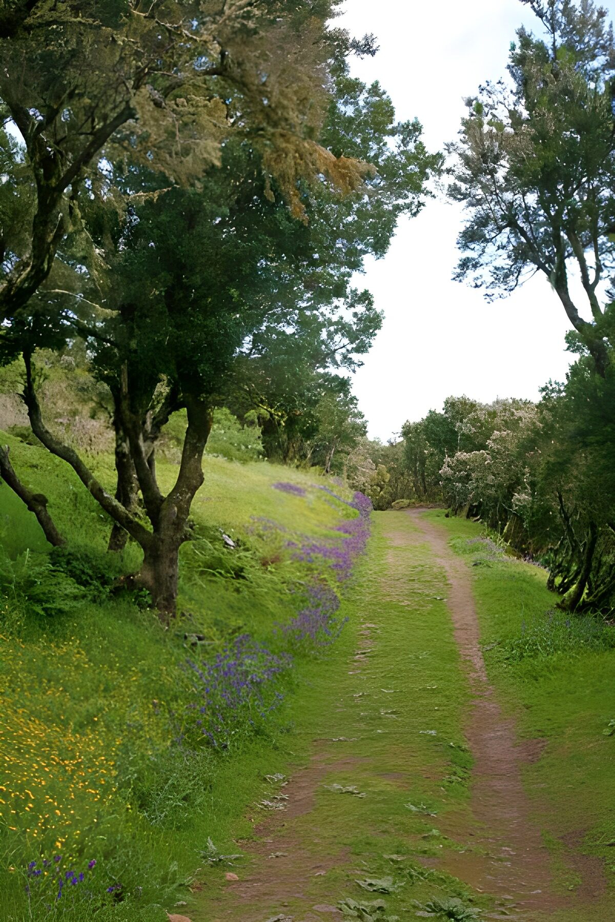 Serene Path Through Flowering Woods