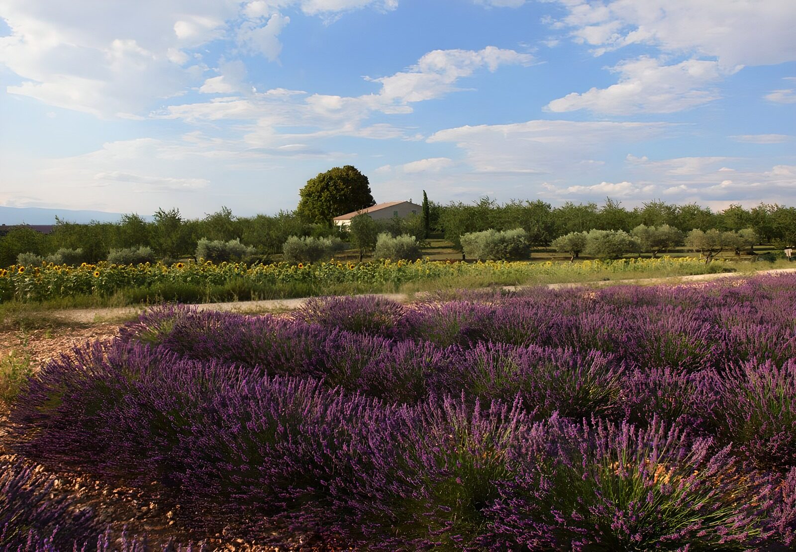 OCCOM3732423: Lavender Fields Under Blue Skies