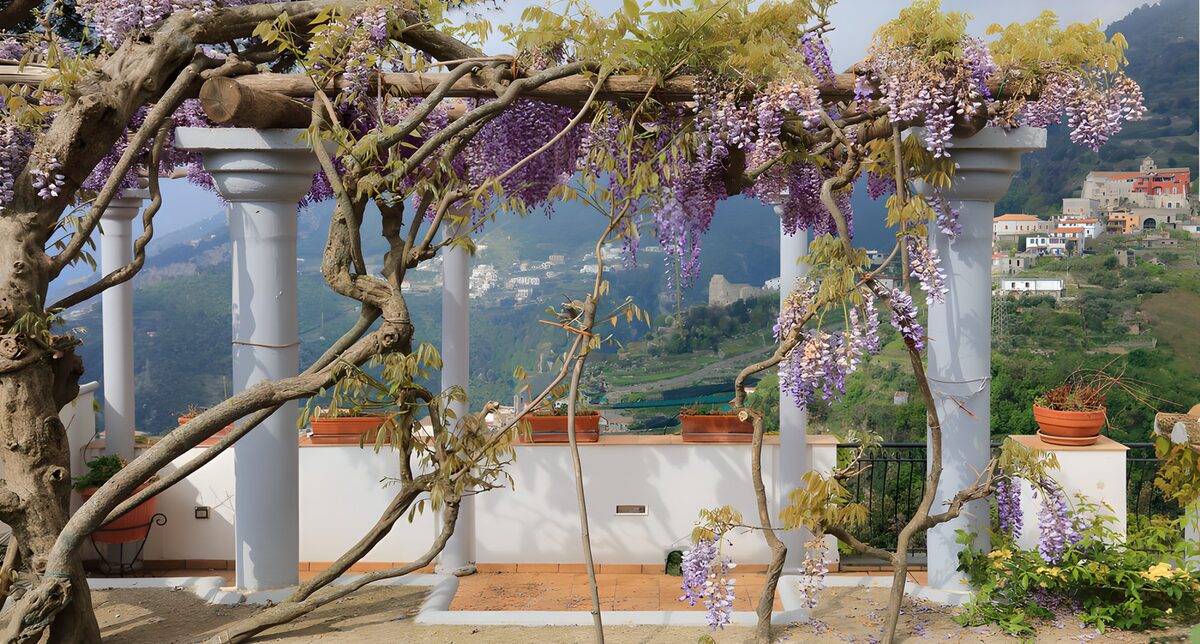 OCCOM7503351: Serene Wisteria Archway Overlooking Hills