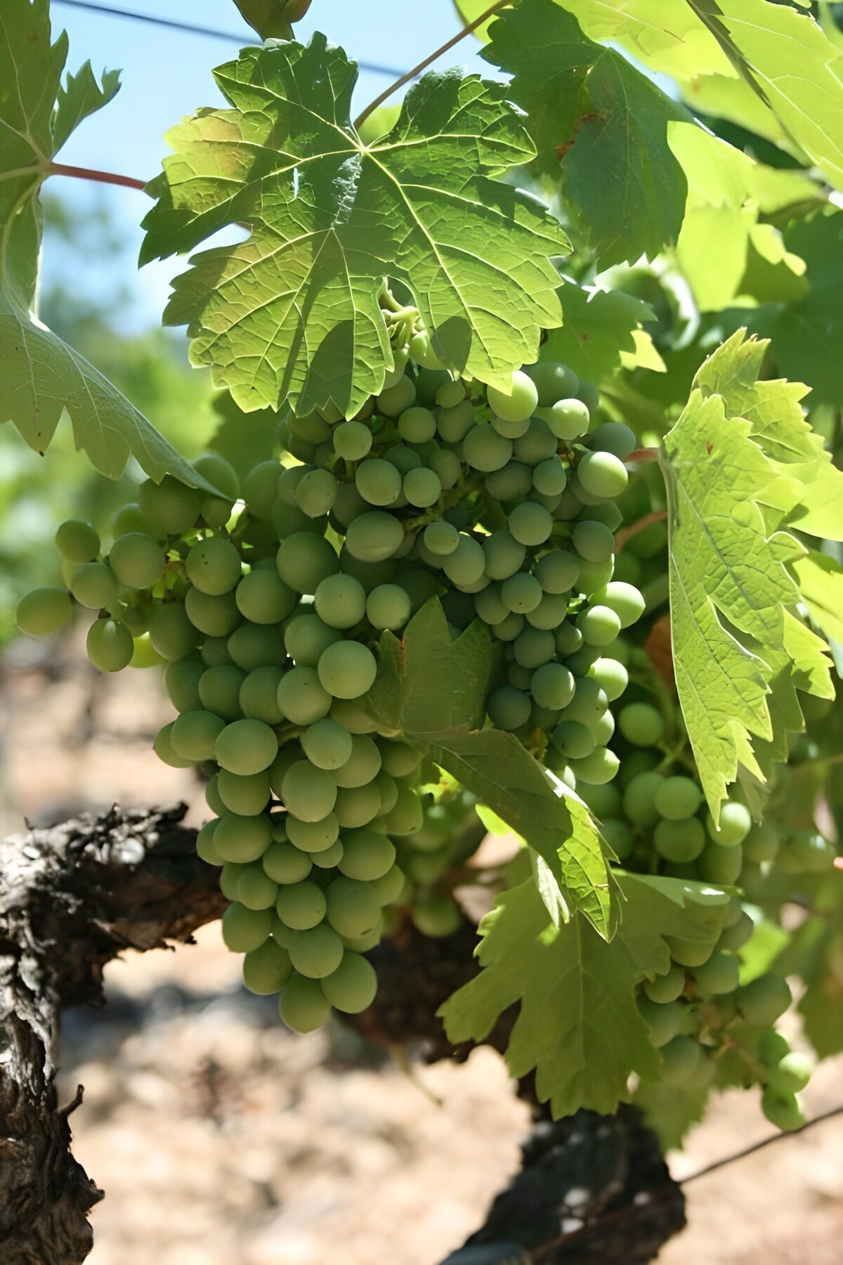 OCCOM8797902: Lush Green Grapes in the Vineyard
