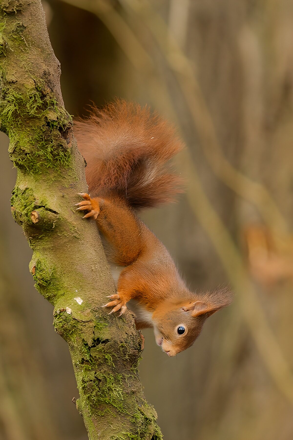 OCCOM8004332: Curious Red Squirrel on a Tree