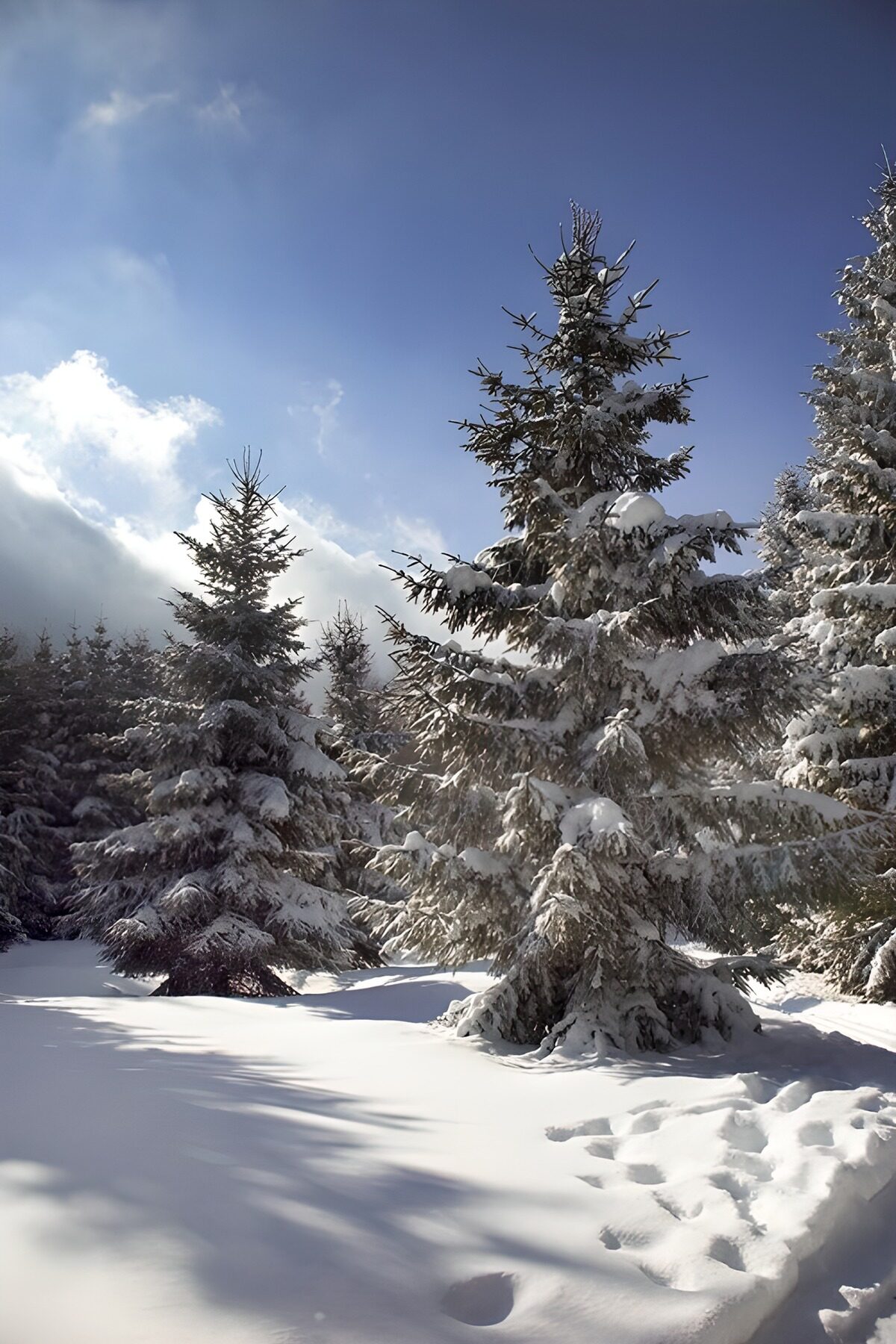 OCCOM6987353: Serene Winter Wonderland