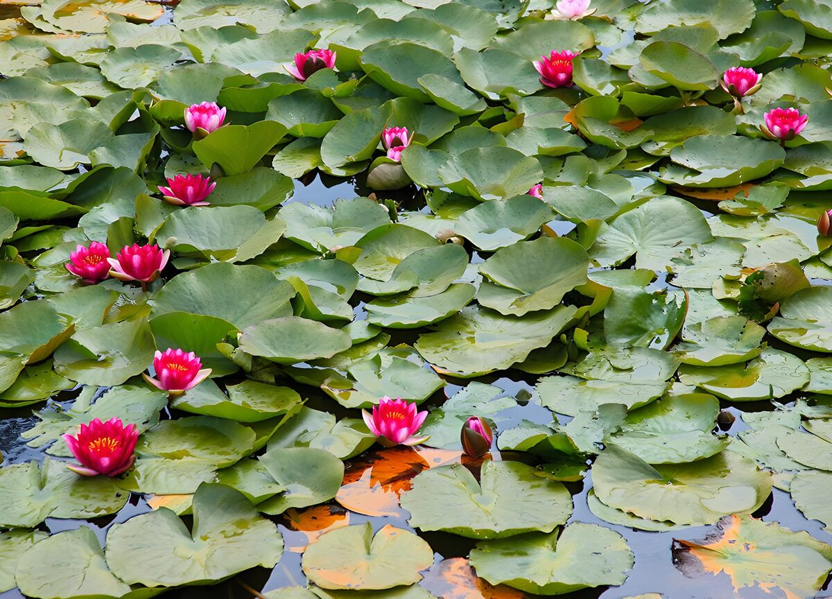 Tranquil Water Lilies Blooming