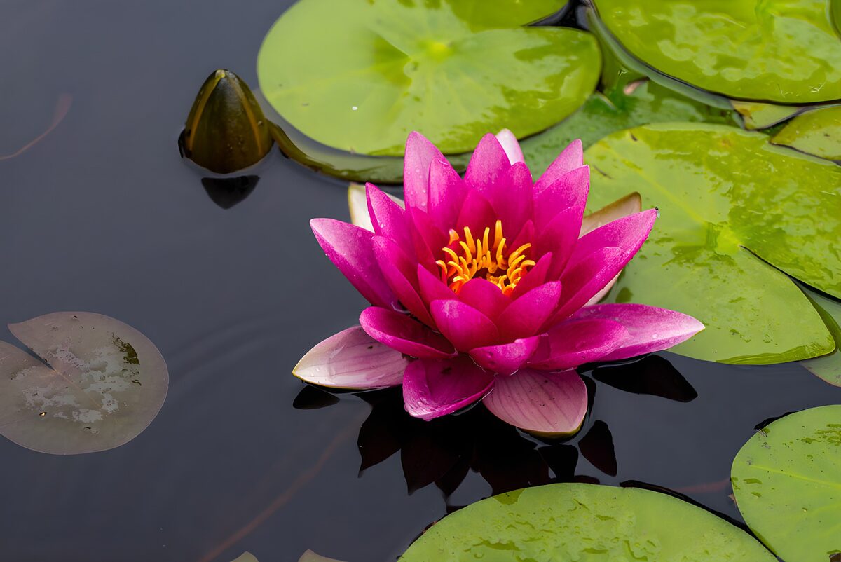 Luminous Pink Water Lily in Tranquil Waters