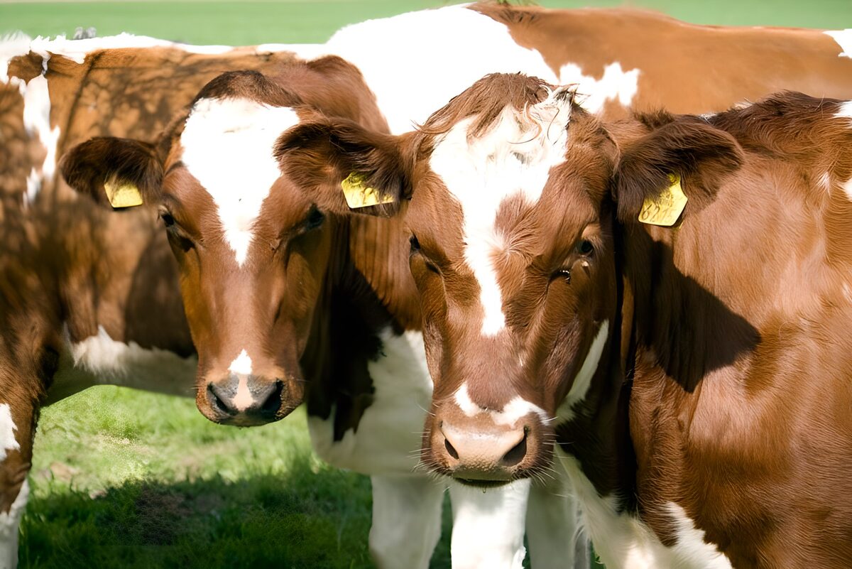 Curious Calves in the Meadow