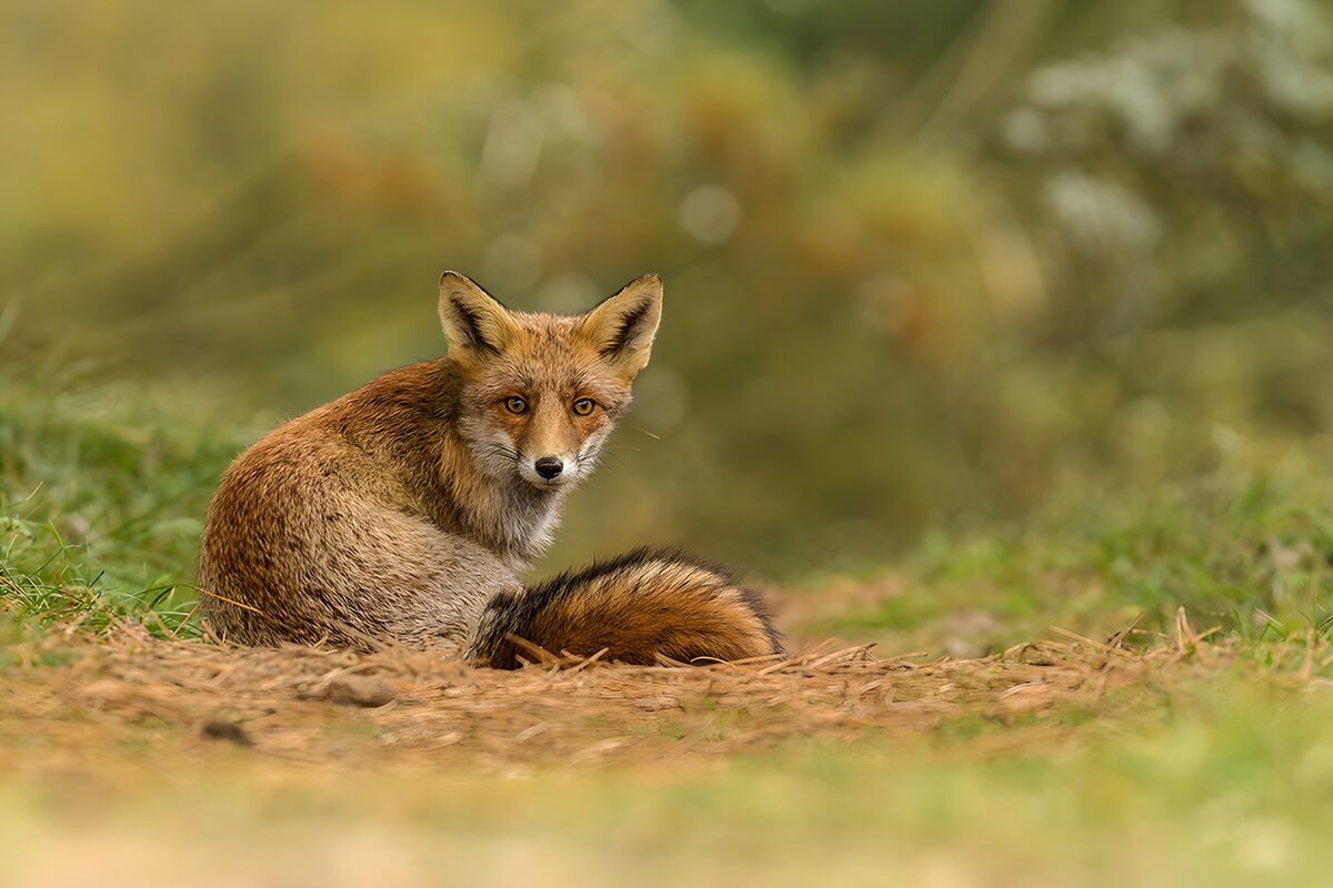 : Curious Fox in Nature