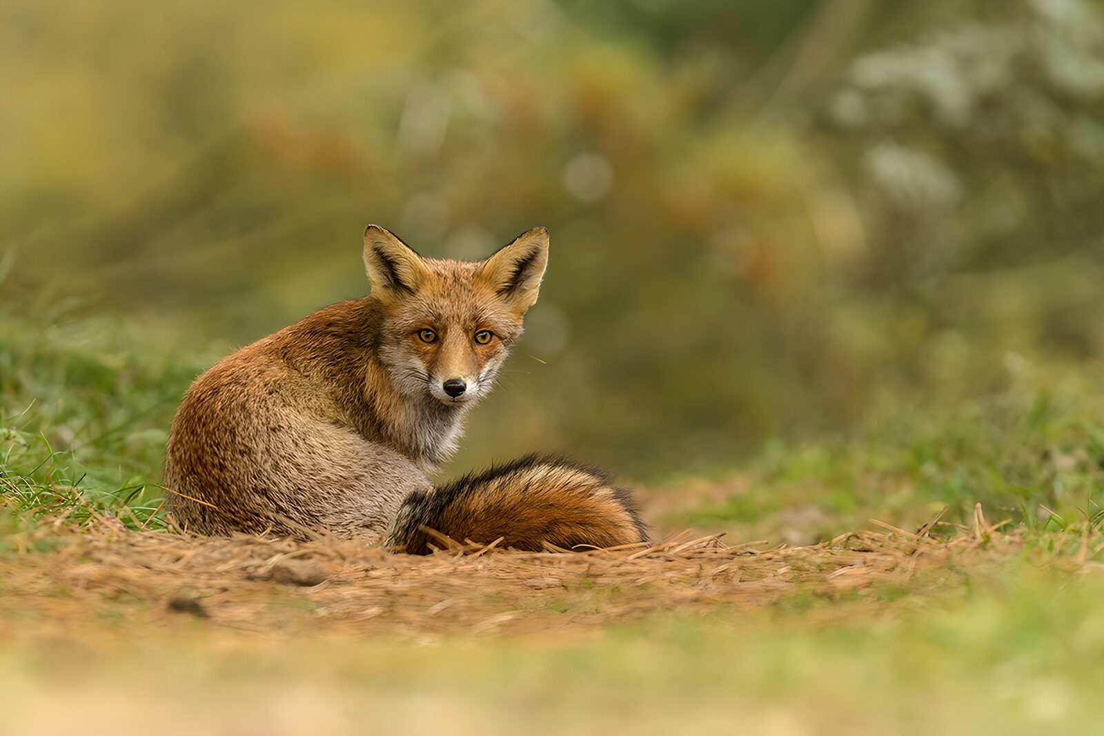 OCCOM1119511: : Curious Fox in Nature