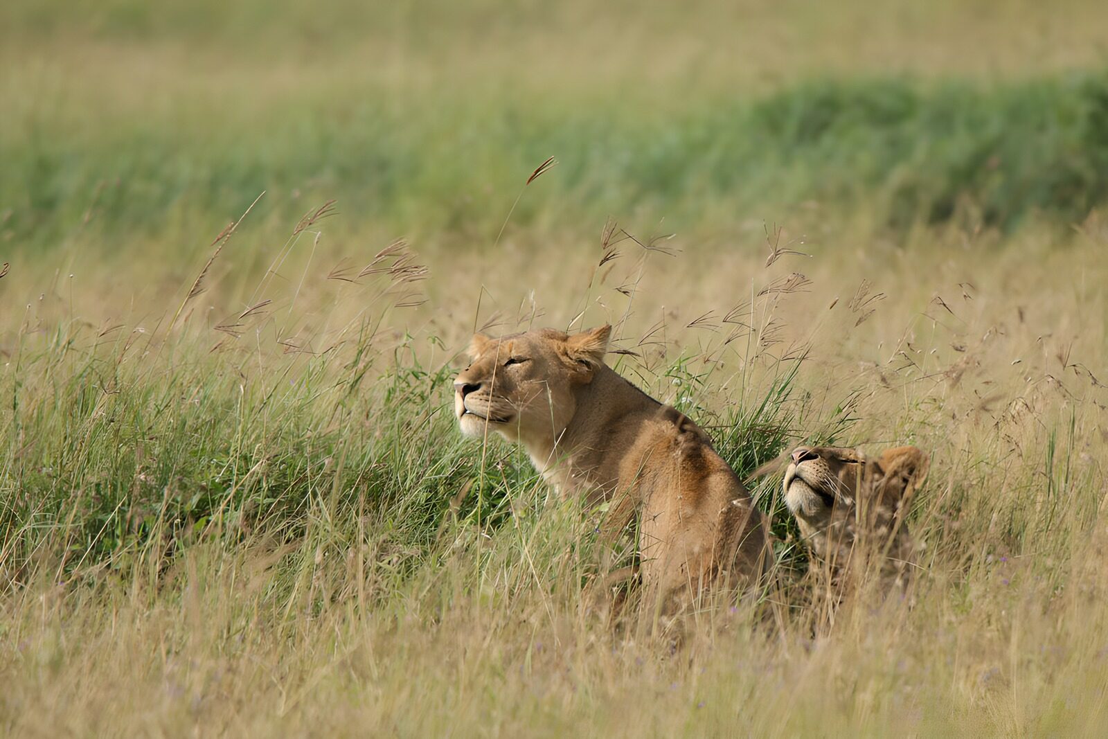 OCCOM4503418: Lions at Rest in Tall Grass
