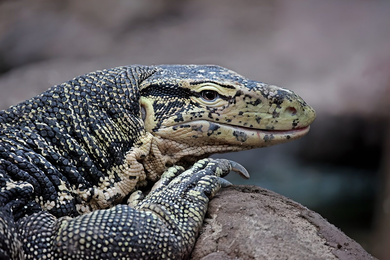 OCCOM1692217: Majestic Monitor Lizard Close-Up