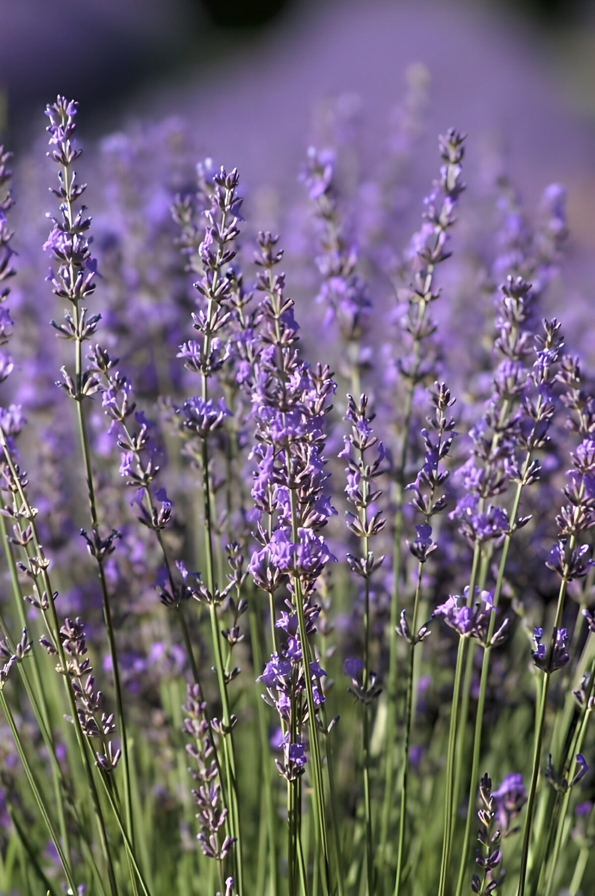 Lavender Fields in Bloom