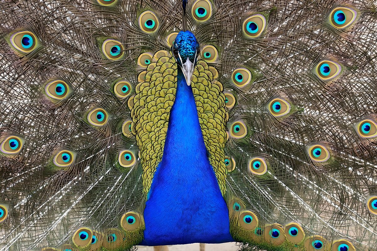 OCCOM2298199: Majestic Peacock Displaying Its Feathers