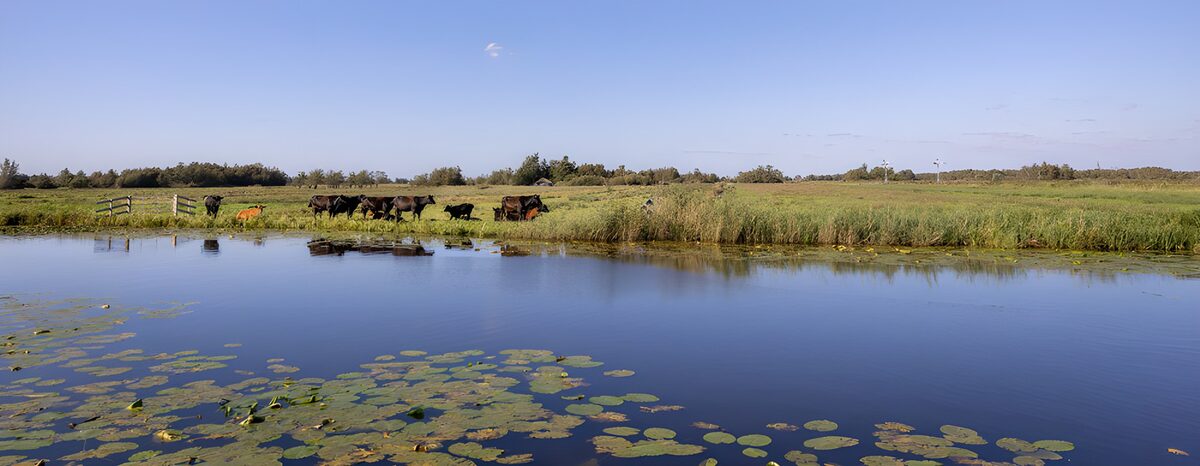 Cows by the Serene Waterway