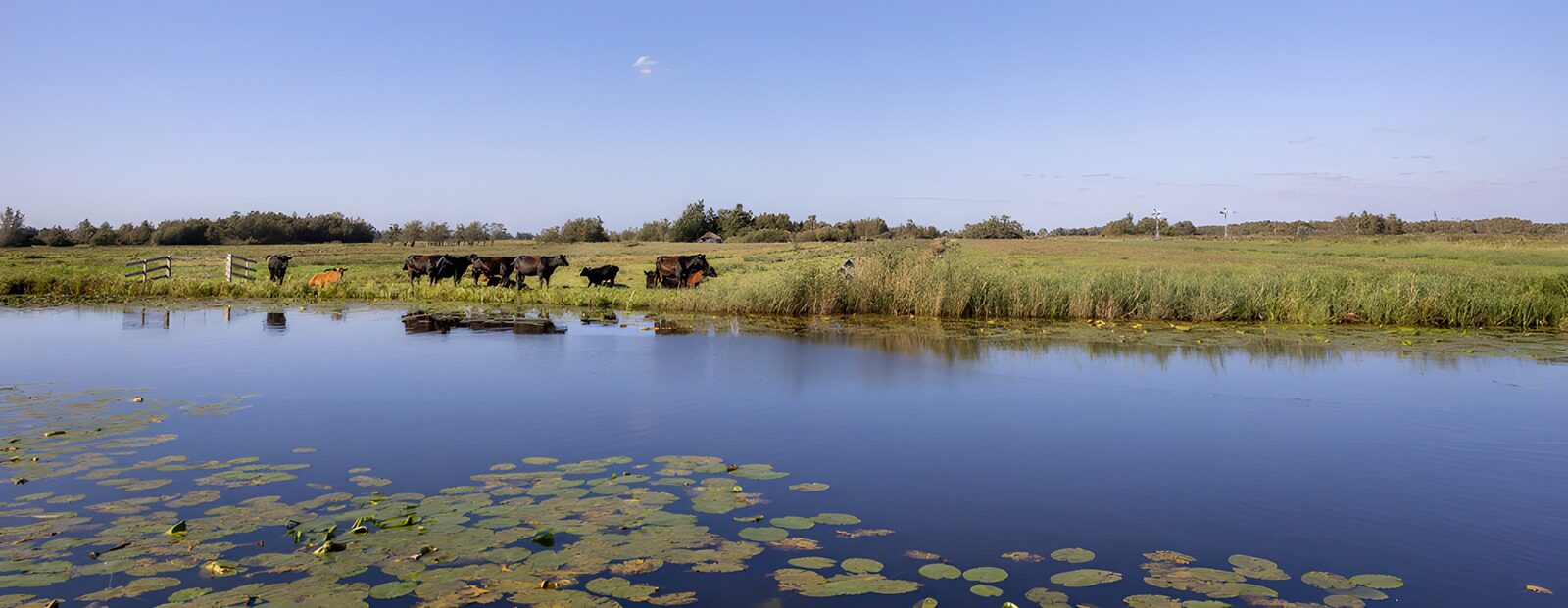 OCCOM6094696: Cows by the Serene Waterway