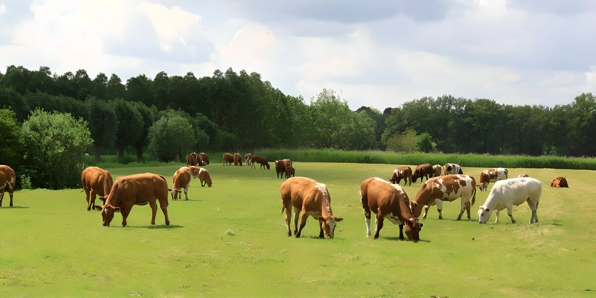 Cows Grazing in a Green Pasture