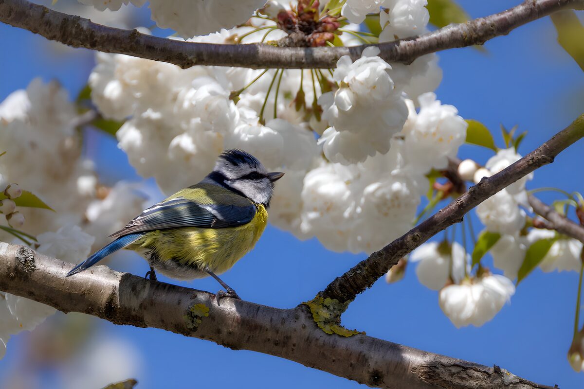 Blue Tit on Blossom Branch