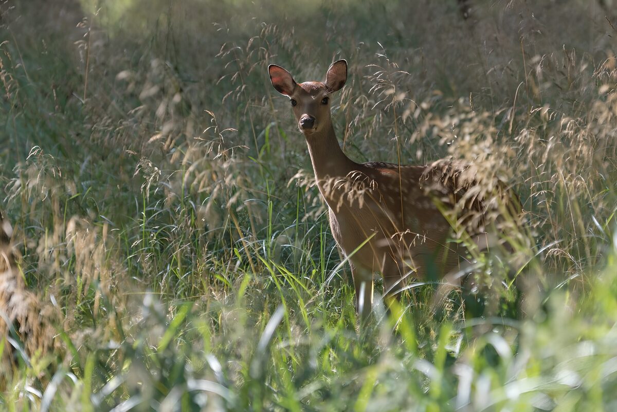 Deer in Lush Grass