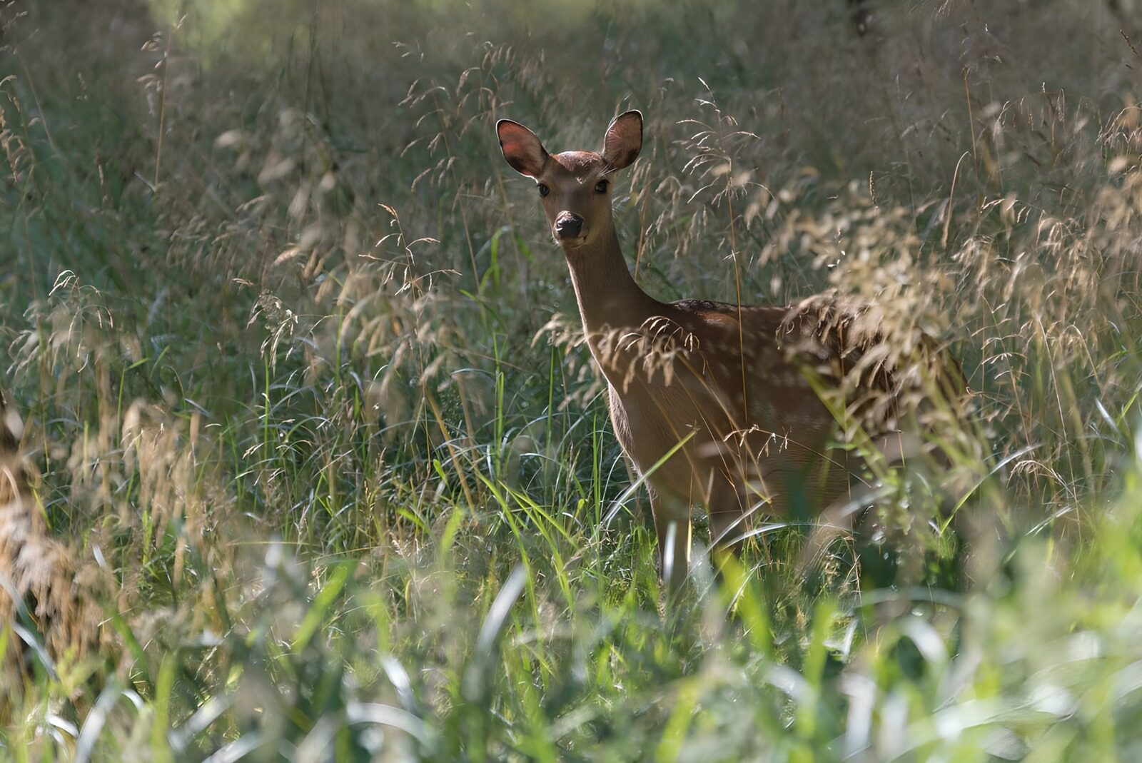 OCCOM7842972: Deer in Lush Grass