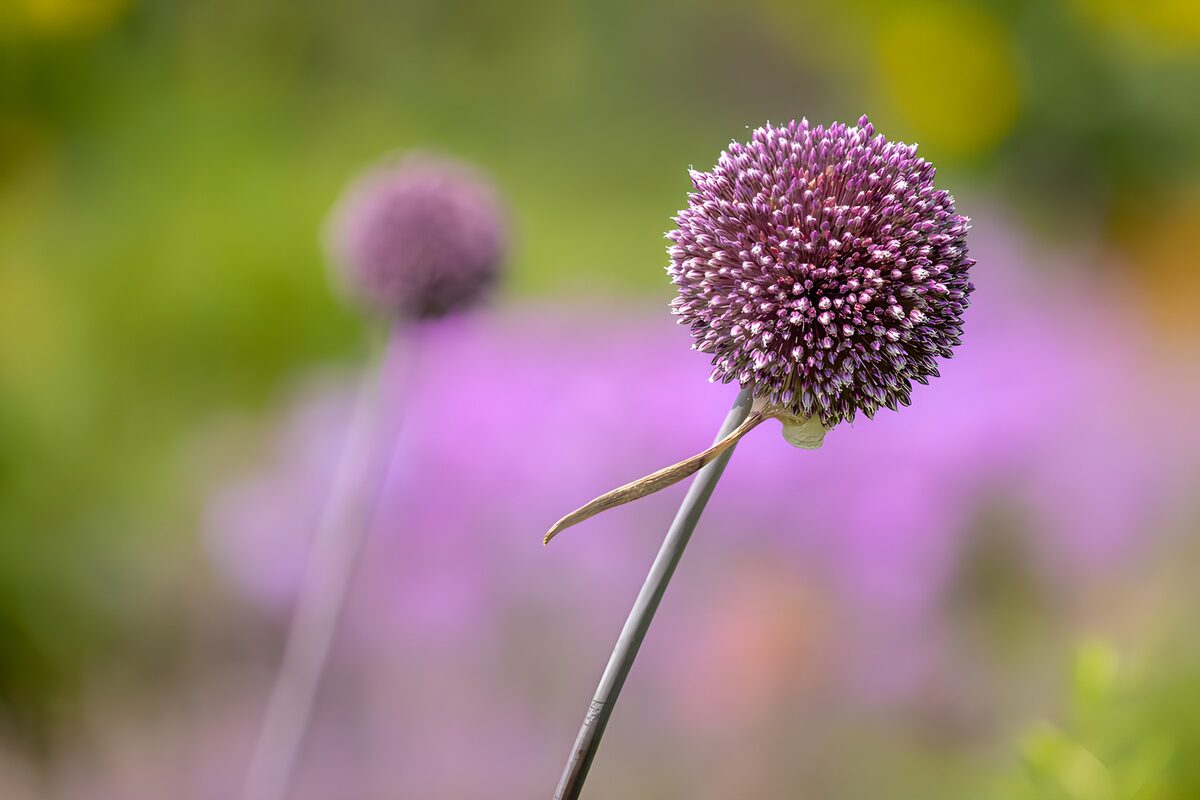OCCOM3709907: Elegant Purple Allium Flower in Bloom