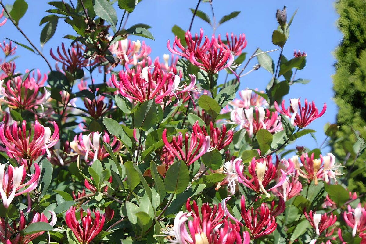 Vibrant Honeysuckle Blooms in Spring